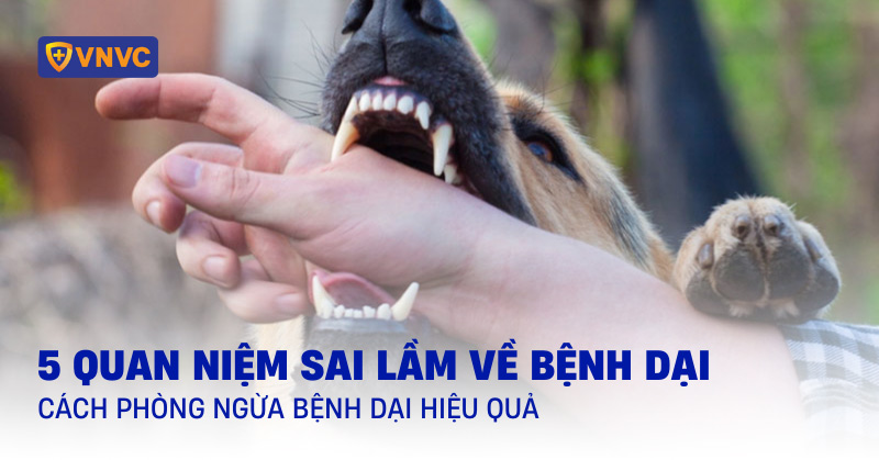 5 quan niệm sai lầm về bệnh dại và cách phòng bệnh dại hiệu quả