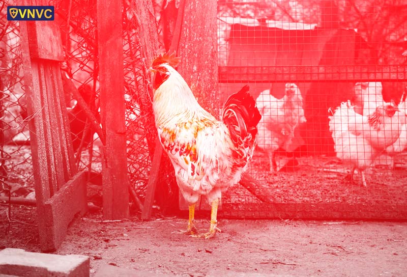 Nhấn vào ảnh để phóng to lây truyền virus cúm a h5n1