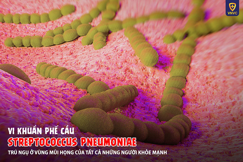 Viêm phổi do phế cầu khuẩn: biến chứng nguy hiểm và cách phòng ngừa