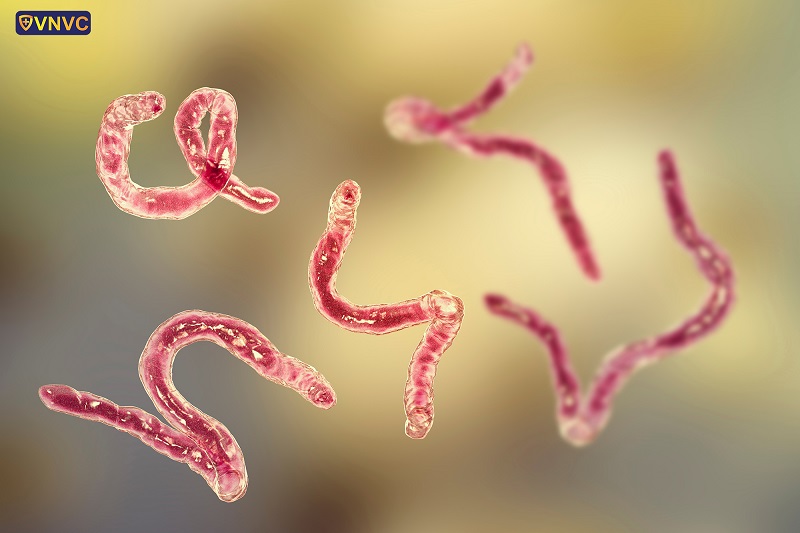 Nhấn vào ảnh để phóng to Nhiễm giun: nguyên nhân, triệu chứng, điều trị và cách phòng ngừa