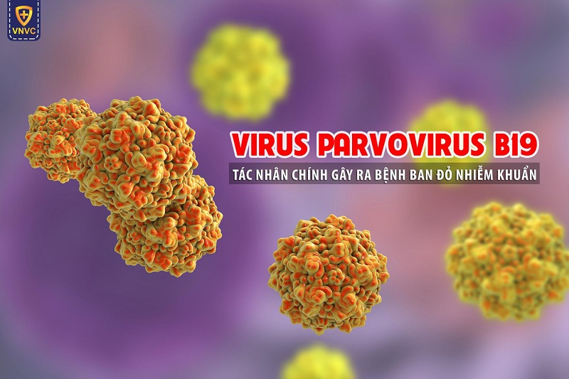 virus parvovirus b19