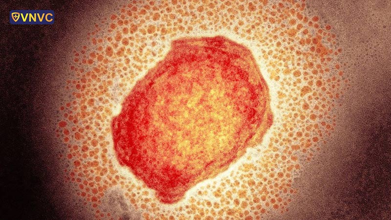 Nhấn vào ảnh để phóng to virus dau mua khi