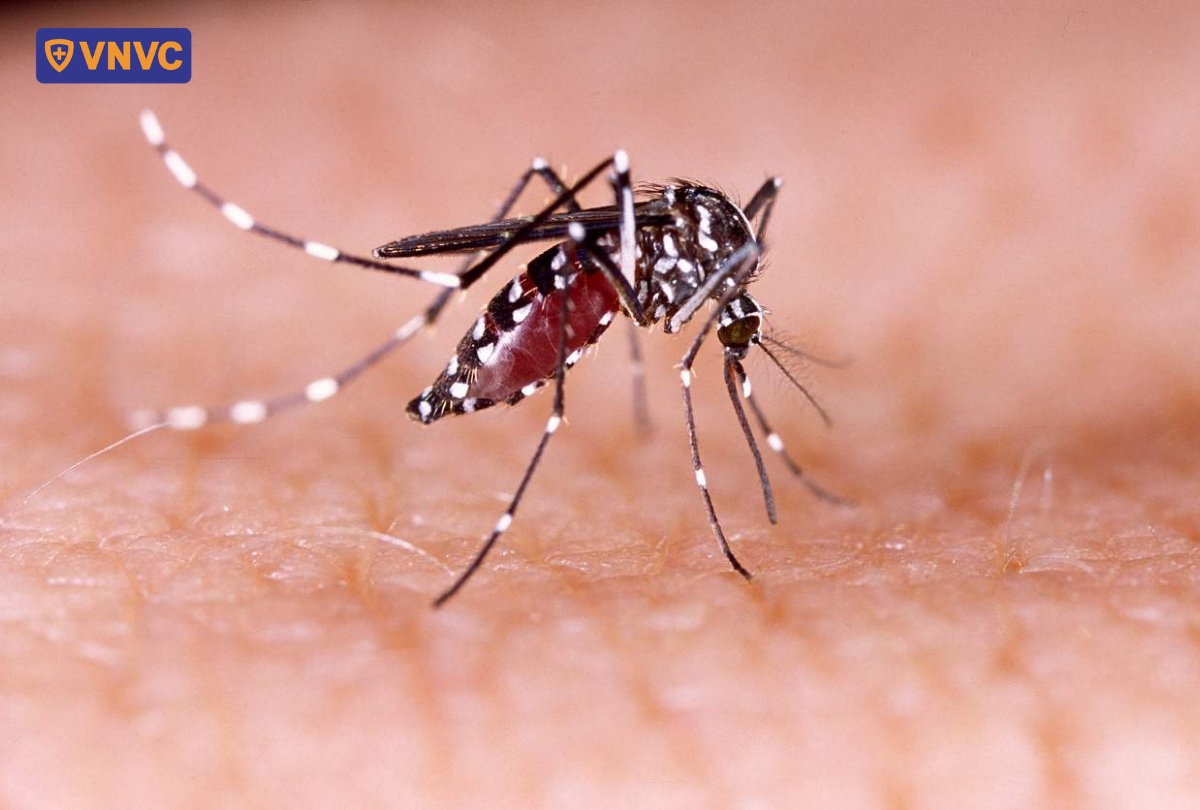 muỗi gây sốt xuất huyết