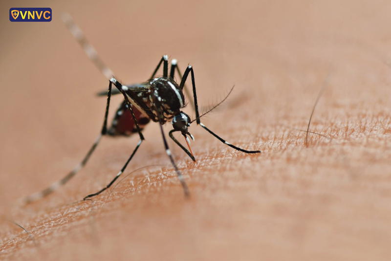 Muỗi Aedes Aegypti truyền bệnh sốt xuất huyết