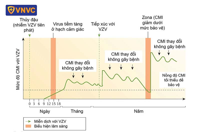 nguyên nhân khiến zona thần kinh tái phát