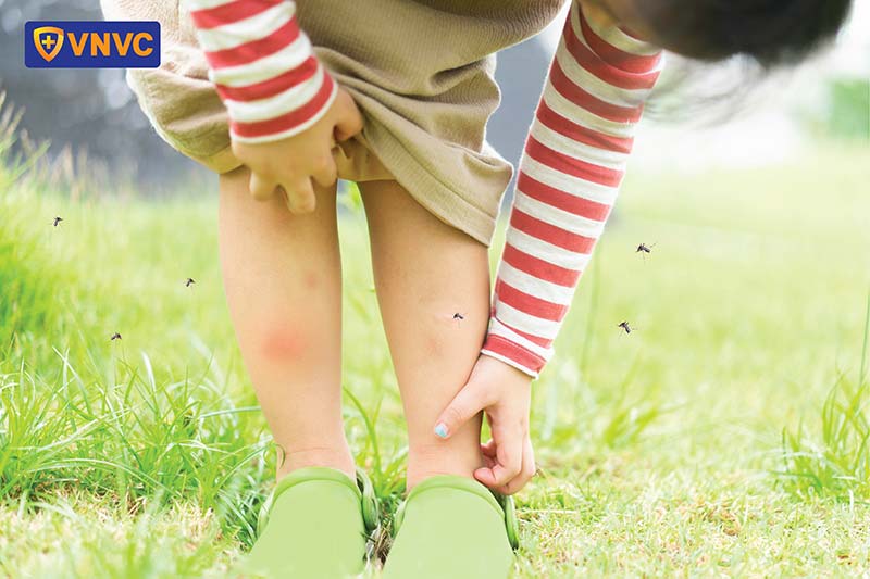 mũi vằn gây sốt xuất huyết