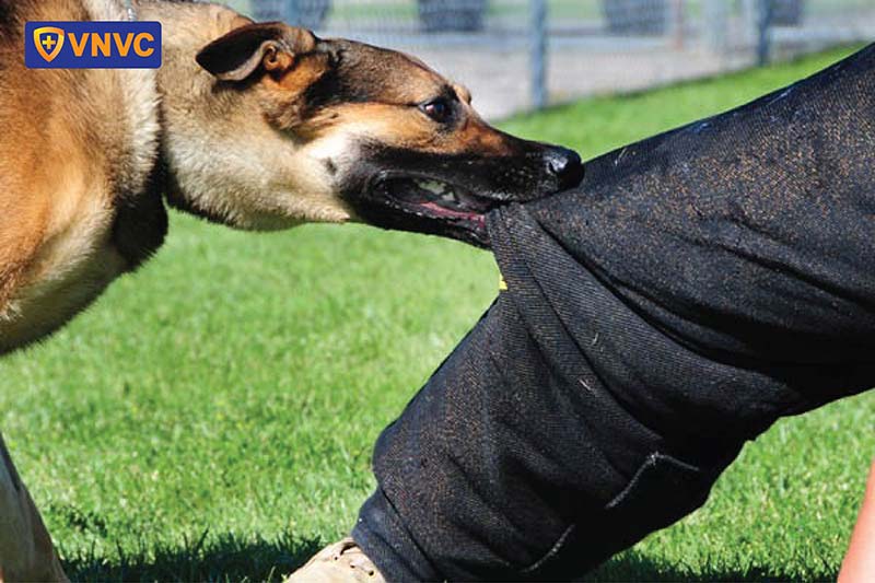 bị chó dại cắn