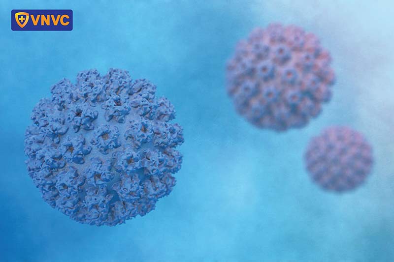 virus hpv gây sùi mào gà dương vật