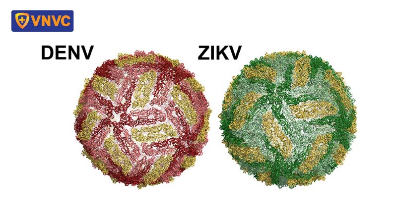 hình ảnh cấu trúc của virus