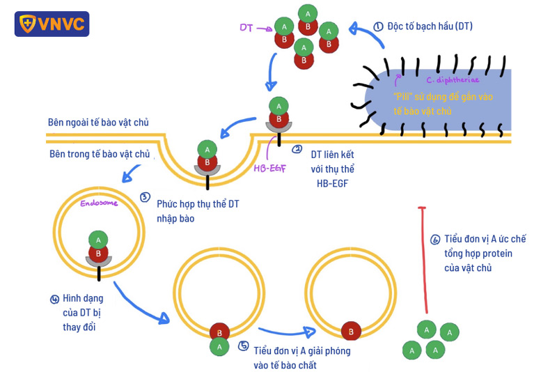 hình ảnh quy trình gây bệnh của vi khuẩn bạch hầu