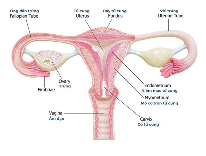hình dạng cổ tử cung