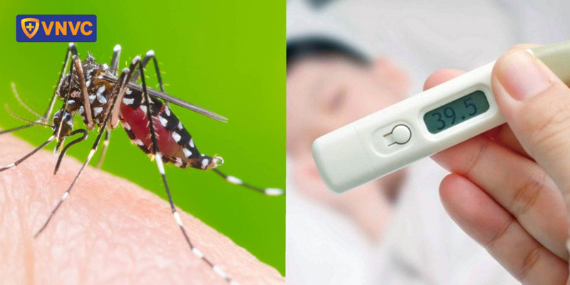 giai đoạn sốt của bệnh sốt xuất huyết