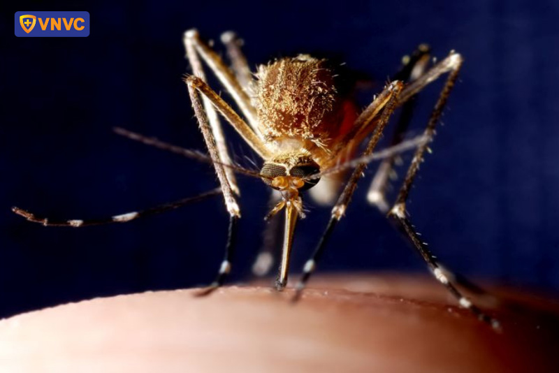 muỗi Aedes