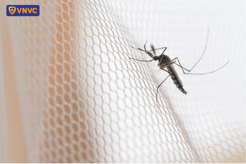 muỗi vằn gây bệnh sốt xuất huyết