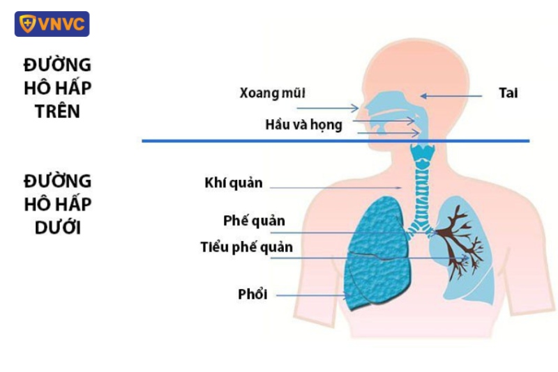 Đường hô hấp trên và đường hô hấp dưới