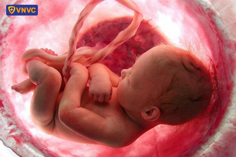 hình ảnh thai nhi