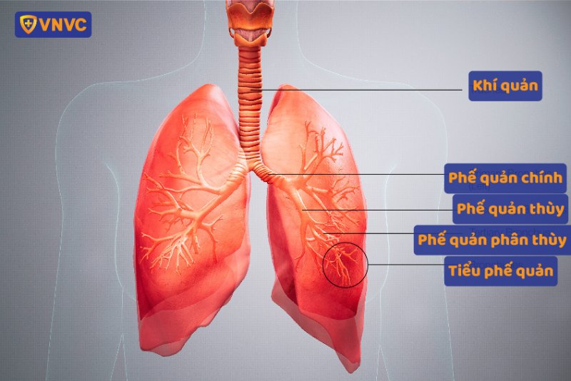 Tiểu phế quản là các ống dẫn khí