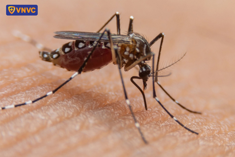 muỗi vằn aedes aegypti