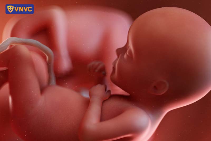 thai nhi trong bụng mẹ
