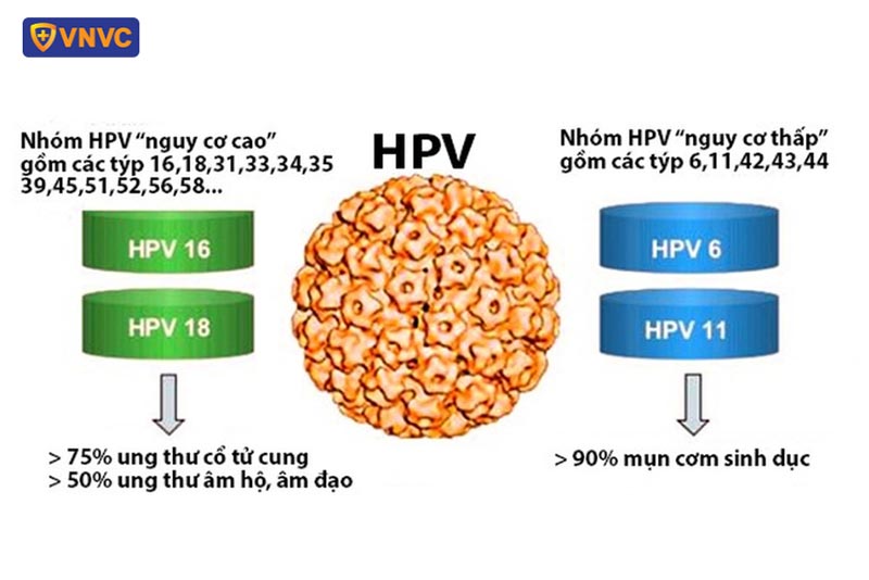 hpv gây ra tình trạng mụn cóc ở người