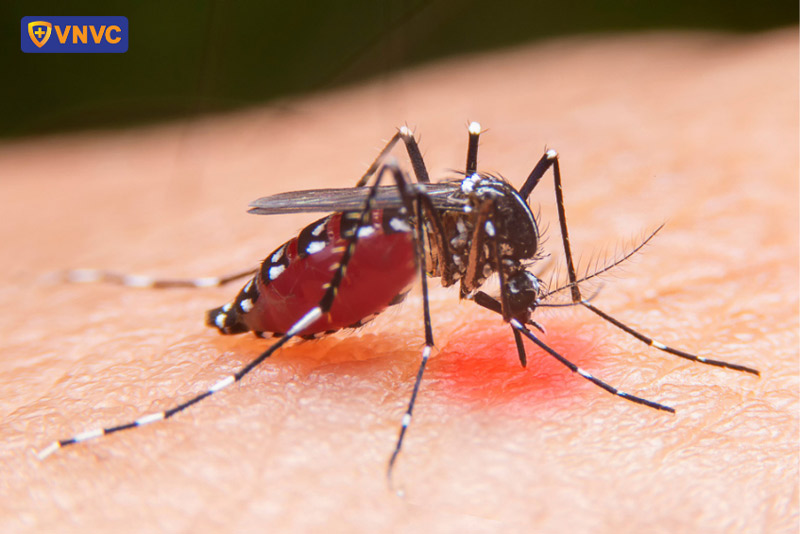muỗi aedes aegypti truyền bệnh sốt xuất huyết