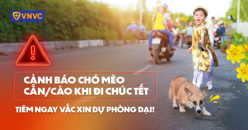 bệnh dại tăng trái mùa