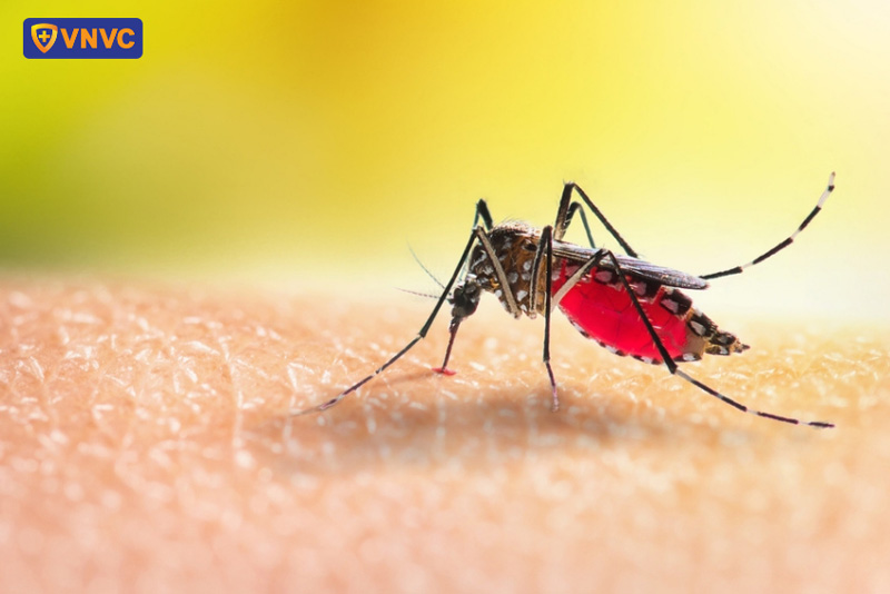 muỗi lây truyền virus sốt xuất huyết