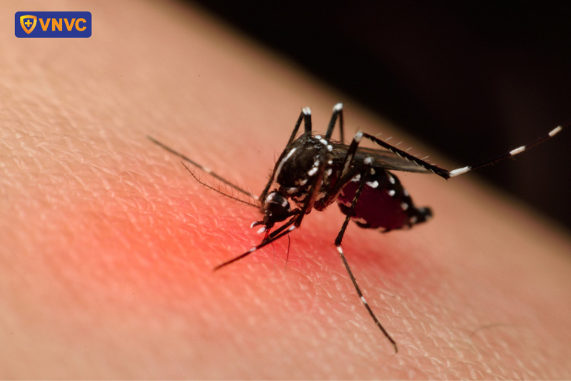 muỗi truyền virus gây bệnh sốt xuất huyết