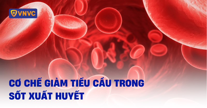 cơ chế giảm tiểu cầu trong sốt xuất huyết