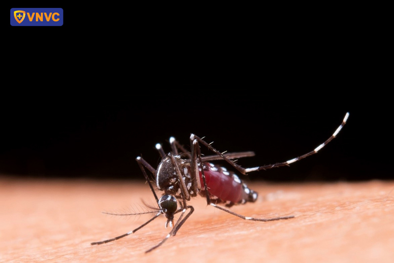 muỗi vằn lây truyền virus dengue
