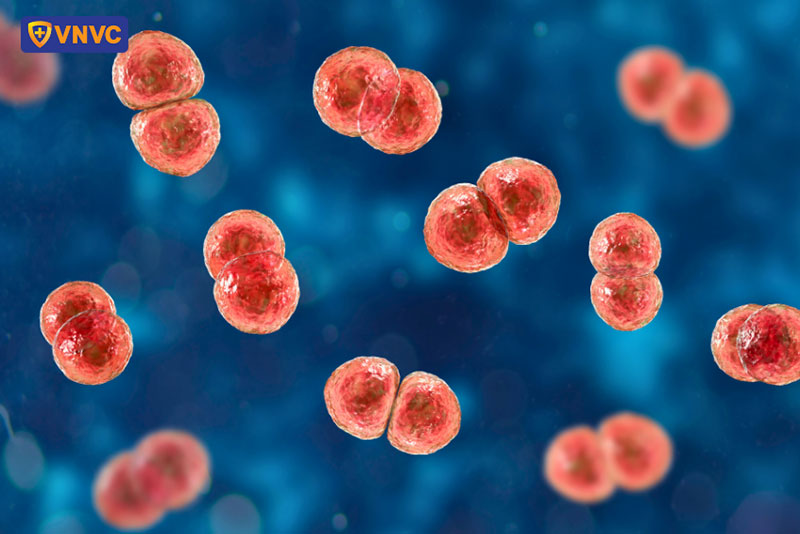 vi khuẩn phế cầu