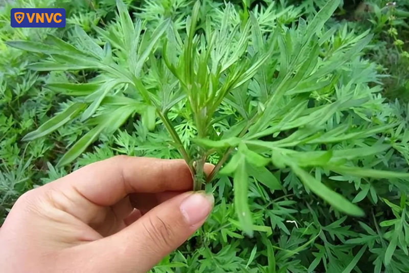 lá ngải cứu