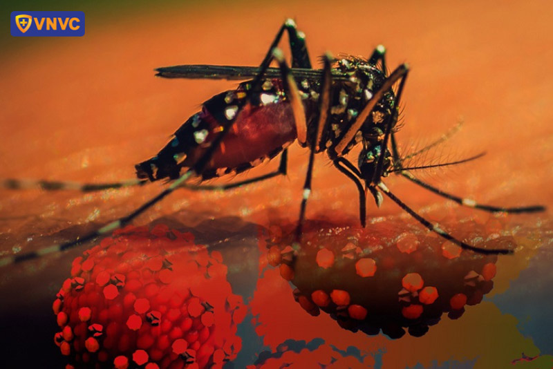 muỗi truyền virus sốt xuất huyết