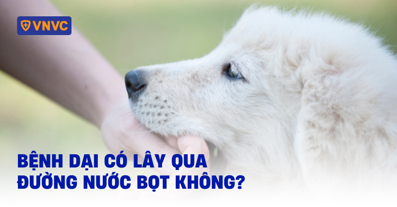 bệnh dại có lây qua đường nước bọt không