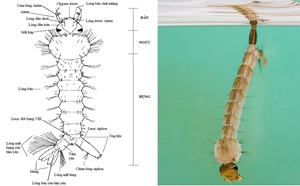 bọ gậy muỗi aedes