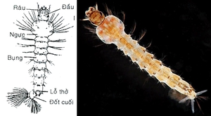 bọ gậy muỗi anophen