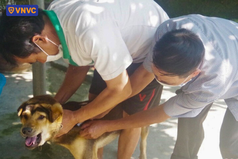 chó có dấu hiệu nghi ngờ bệnh dại