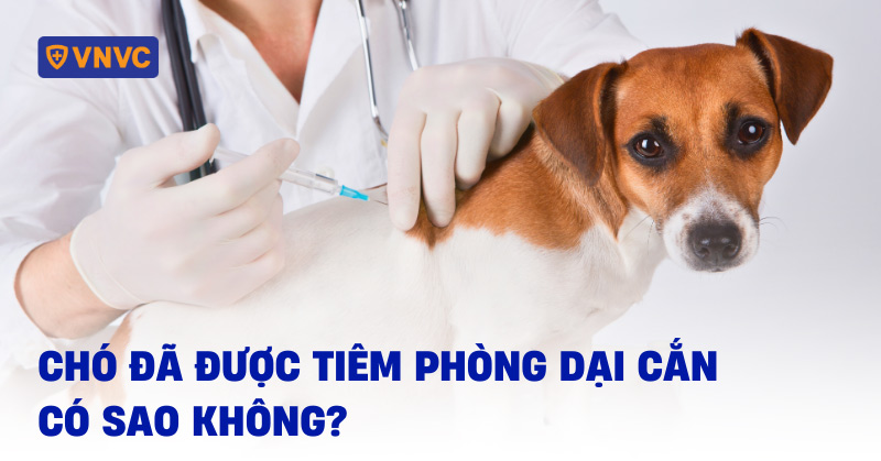 chó đã được tiêm phòng dại cắn có sao không