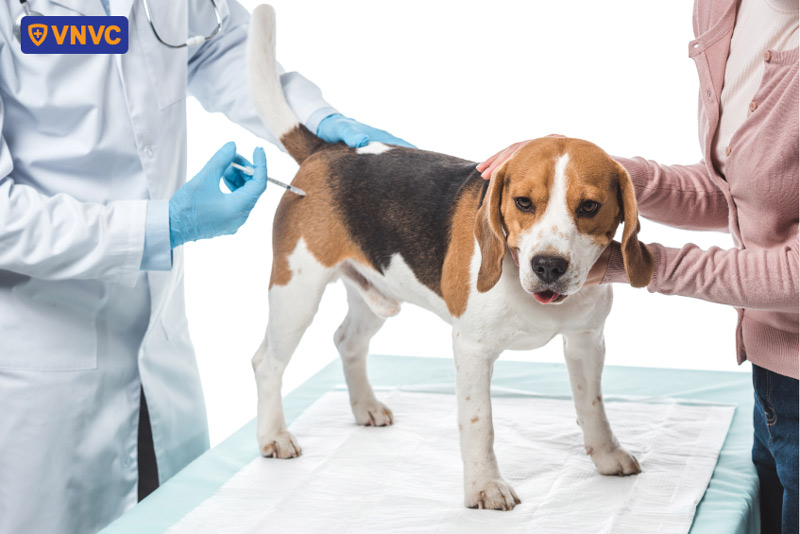 chó đã tiêm phòng dại cắn có sao không