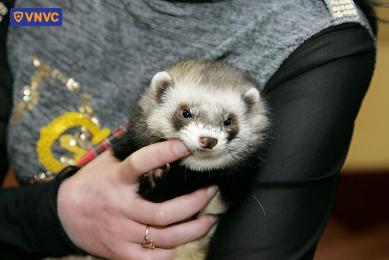 chồn hương cắn có sao không