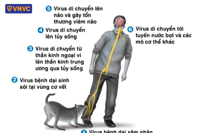 cơ chế lây truyền bệnh dại