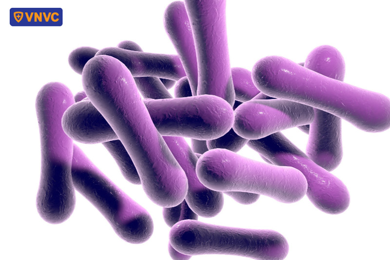 hình ảnh vi khuẩn gây bệnh bạch hầu