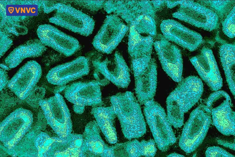hình ảnh virus dại