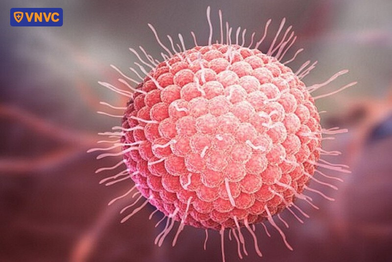 hình ảnh virus varicella zoster