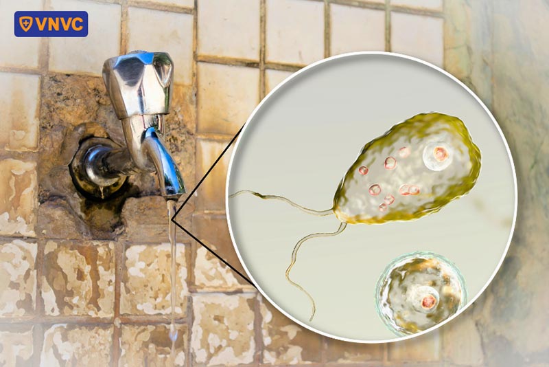 ký sinh trùng amip trong nguồn nước