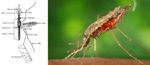 muỗi anophen trưởng thành