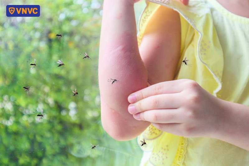 muỗi anophen và muỗi vằn đều có nguy cơ truyền bệnh cho người