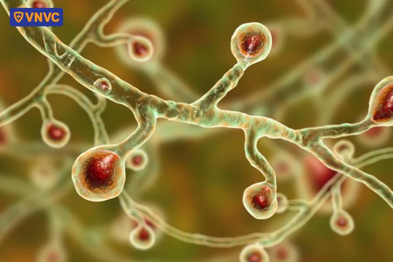nấm blastomyces