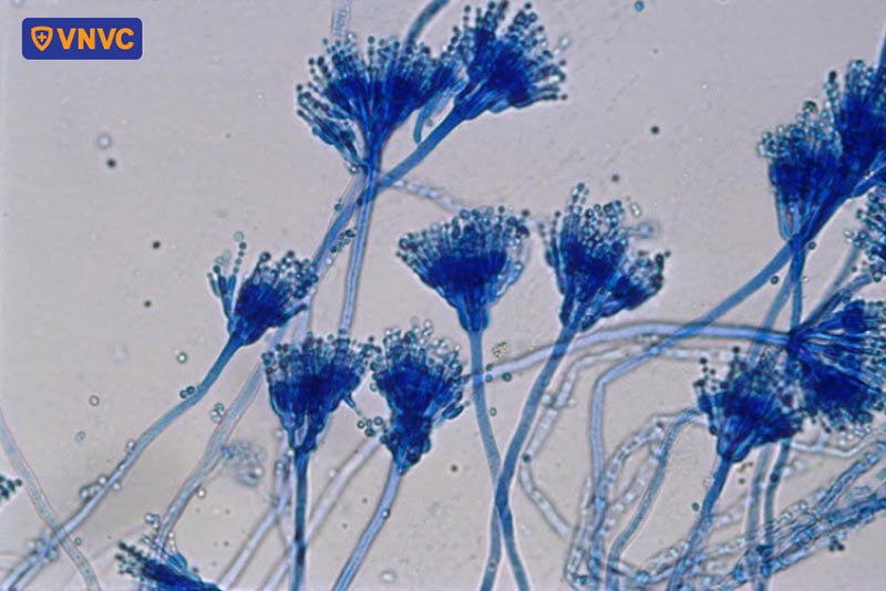 nấm coccidioides immitis và coccidioides posadasii