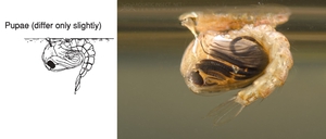 quăng muỗi anophen